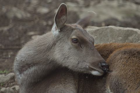 mini-zoo-deer