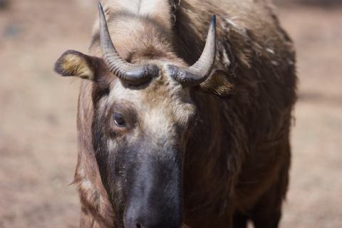 takin-zoo