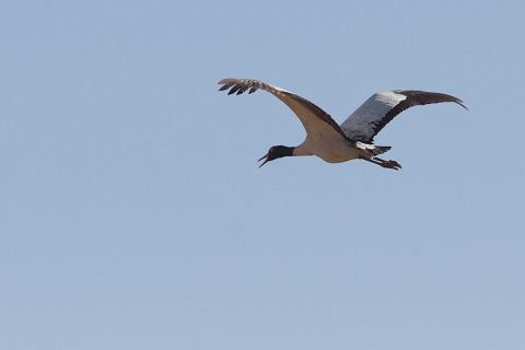 black-necked-crane
