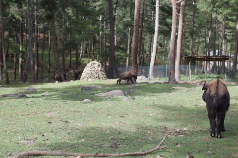 takin-zoo