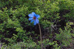 Blue Poppy