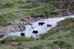 On the way to Lingzhi