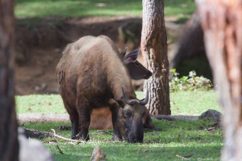 Takin at the mini-zoo